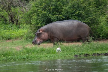 LB Hippo op het droge Sunset Dam Lower Sabie